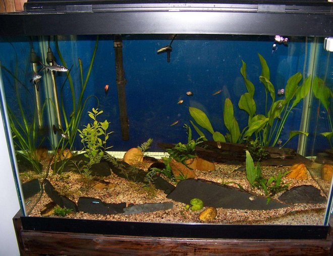 65 gallons planted tank (mostly live plants and fish) - 65 Gallon semi planted with slate stone work