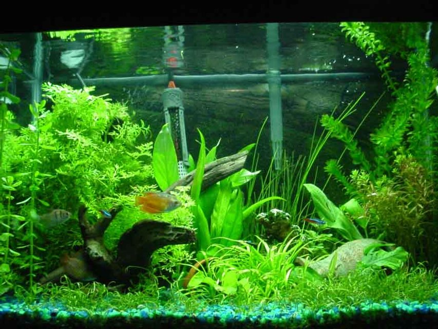 Rated #1041: 20 Gallons Planted Tank - plants include: moneyworts, java fern, brazil sword, a water sprite, an assorted sword plant, a lutea, micro swords, anubius nana, narrow leaf chain sword and bananna plants.  My fish include 1 black skirt tetra, 2 dwarf gouramis, 2 fire red dwarf gouramis, 1 yellow tailed botia, 1 pleco, 1 chinese algae eater and 3 neon tetras.  I keep the water at 75 degrees F, DIY CO2, 65 watt 6700K light.  please leave feedback and suggestions.