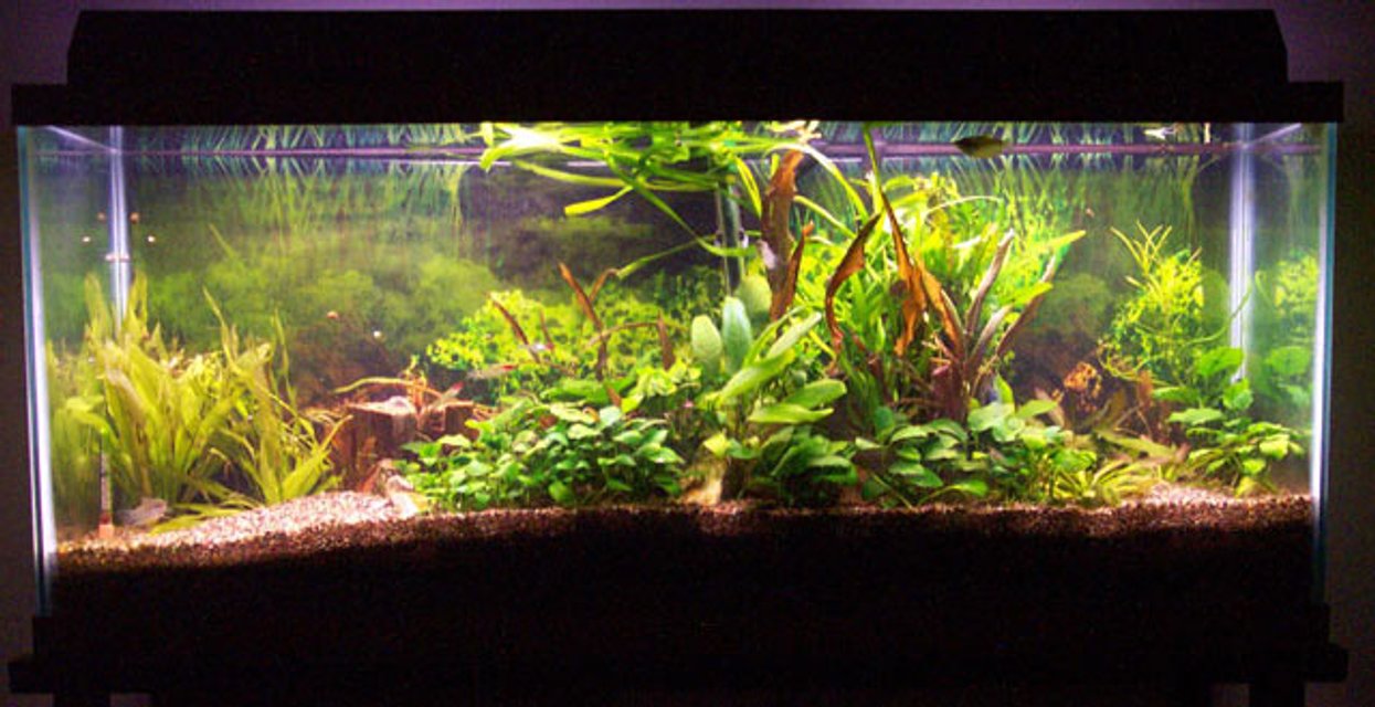 Rated #572: Planted Tank - i like big butts and i cannot lie