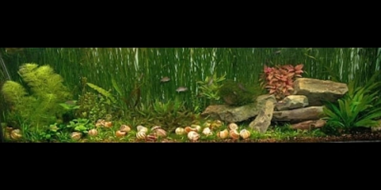 Rated #856: Planted Tank - 125 gallon Tanganyikan community tank with Neolamprologus similis, Chalinochromis sp. "Ndobhoi," and Cyprichromis leptosoma "Utinta." The numerous shells littering the bottom are for the similis and are a necessary part of keeping these fish.