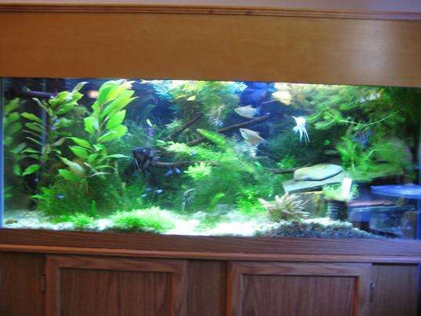 Rated #125: 30 Gallons Planted Tank - 75