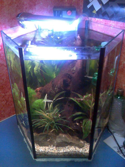 Rated #157: 10 Gallons Planted Tank - my hexagon planted tank with home made co2 injection.
