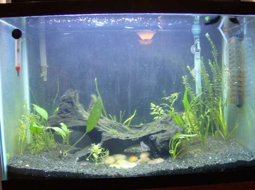 Rated #219: 20 Gallons Planted Tank - My main 20 gallon tank