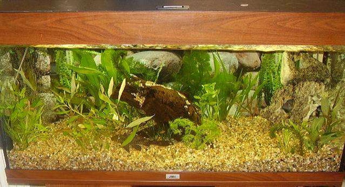 Rated #181: 40 Gallons Planted Tank - My Convict Cichlid tank with Pleco and silver shark