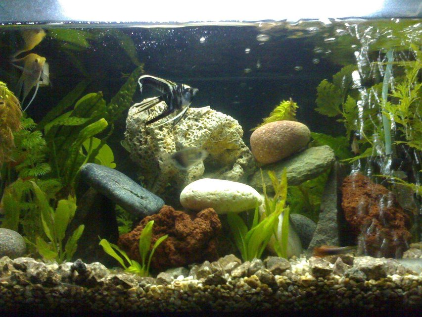 Rated #179: 10 Gallons Planted Tank - Home Sweet Home
