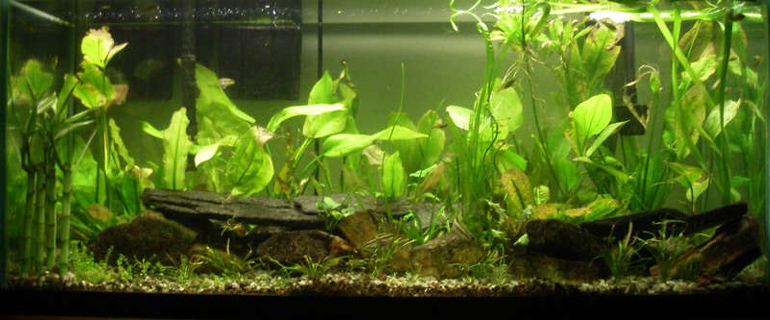Rated #115: 75 Gallons Planted Tank - 75 gallon planted, i am now obsessed with planted tanks, no fertilizer, no co2, lots of fish and life.