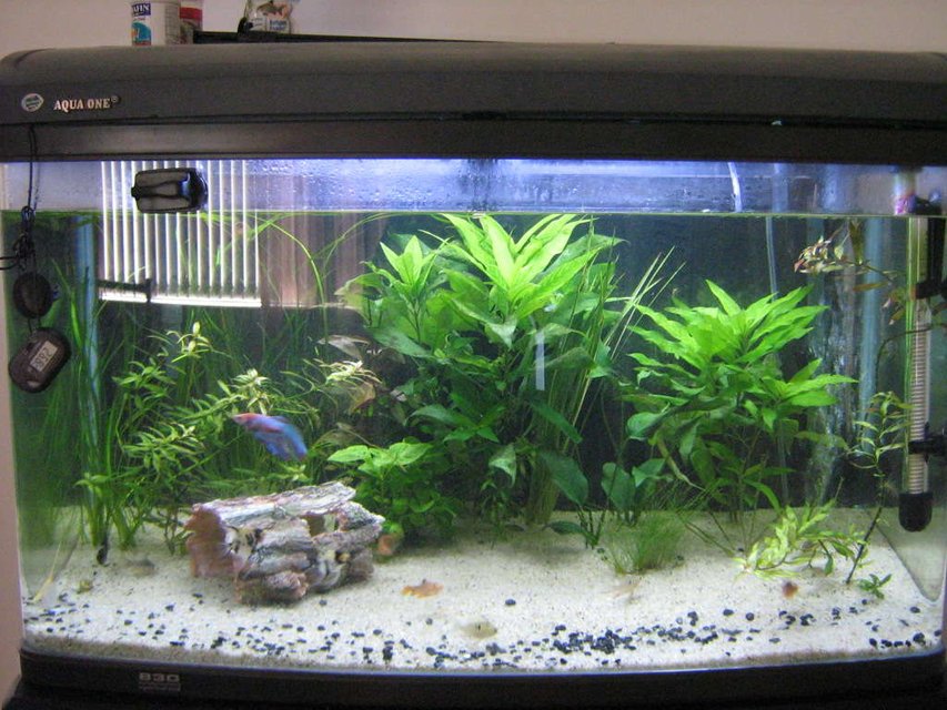 Rated #176: 43 Gallons Planted Tank - Still really bare, second time pic poster WOO,