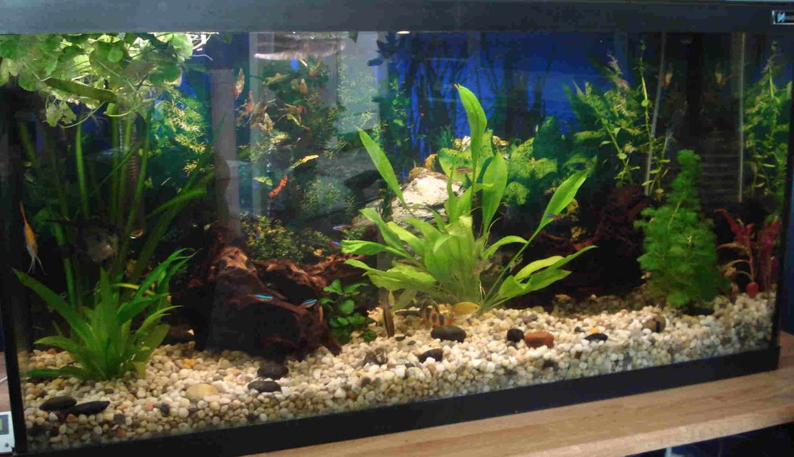 Rated #151: 33 Gallons Planted Tank - 33 Gal, All live plants, 2 pieces Mopani wood