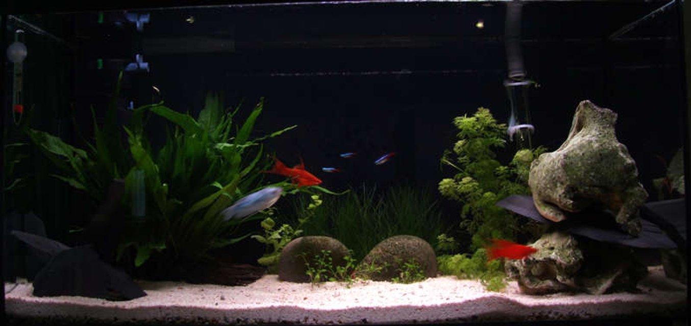 Rated #166: 21 Gallons Planted Tank - 90l planted tank