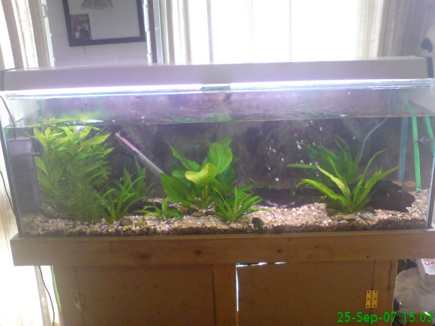 Rated #214: Planted Tank - this is what my fish tank looks like  now