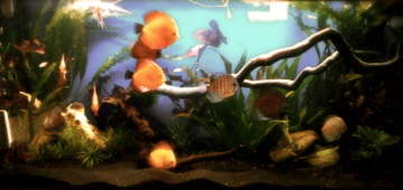 Rated #153: 50 Gallons Planted Tank - second tank