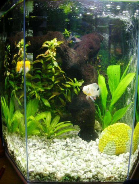 Rated #170: 5 Gallons Planted Tank - My new bolivian ram Raul, is commin up to see whats happenin!