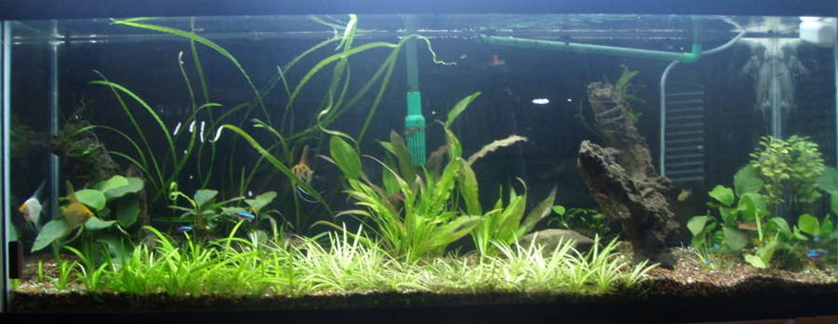 Rated #124: 55 Gallons Planted Tank - My most recent arrangement.