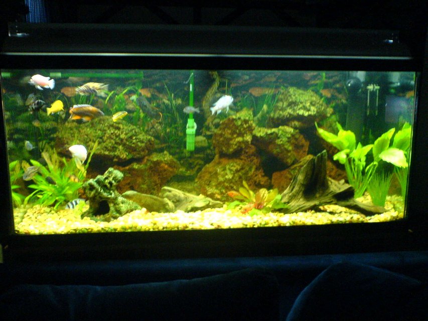 Rated #128: 75 Gallons Planted Tank - Here's my creation on a budget. Let me know what you think and/or recommend
