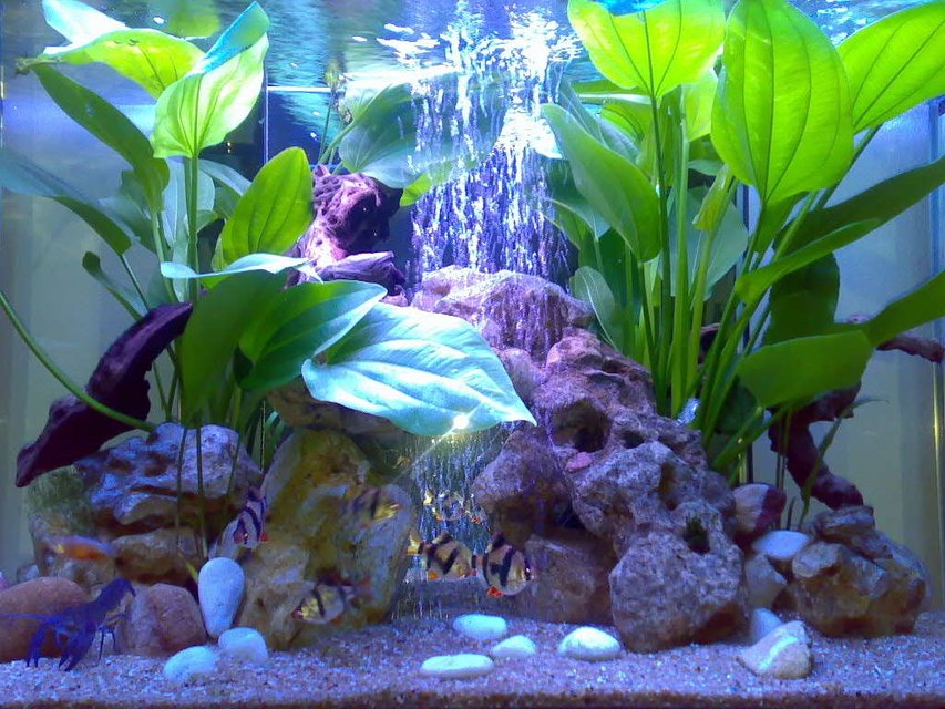 Rated #118: 53 Gallons Planted Tank - My lobster tank