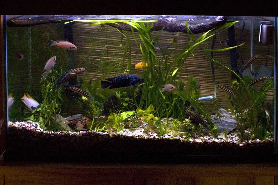 Rated #140: 29 Gallons Planted Tank - New caves and plants in a 29 gallon cichlid tank.