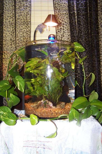 Rated #207: 6 Gallons Planted Tank - 6g hand blown glass tank