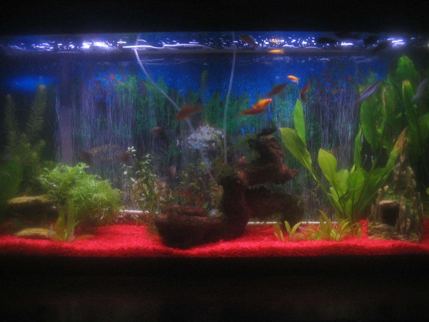Rated #218: 55 Gallons Planted Tank - 55 gallons of fun