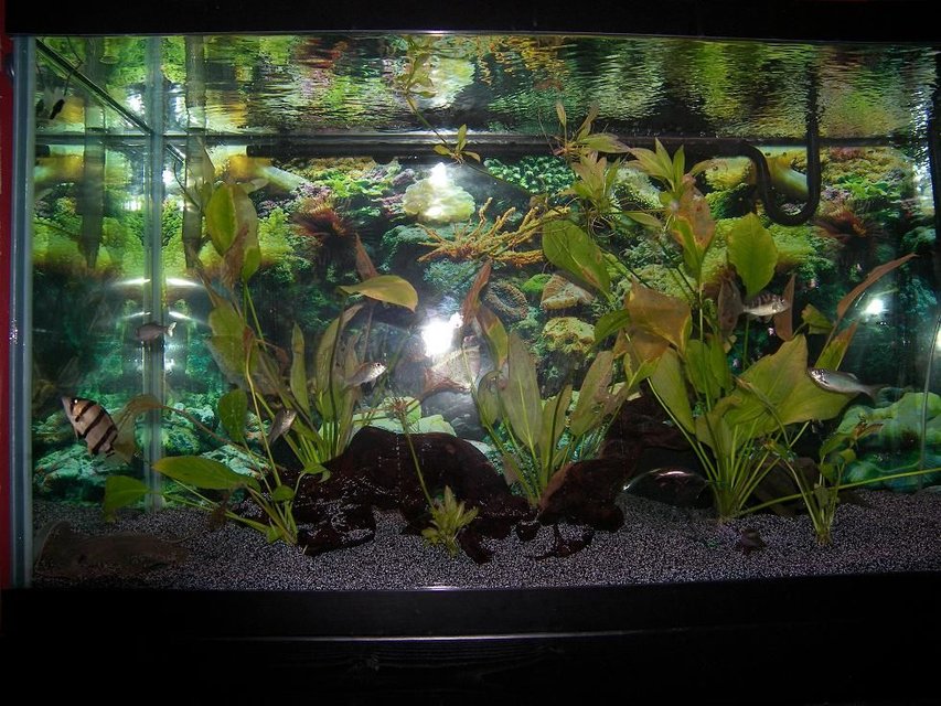 Rated #205: 120 Gallons Planted Tank - Dat,Ray, few Plants.