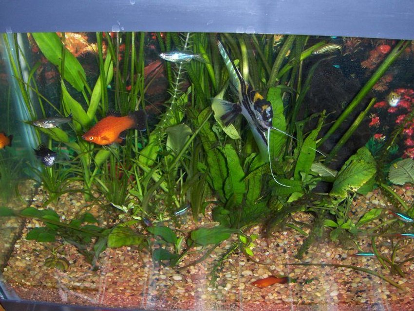 Rated #198: 20 Gallons Planted Tank - 20G