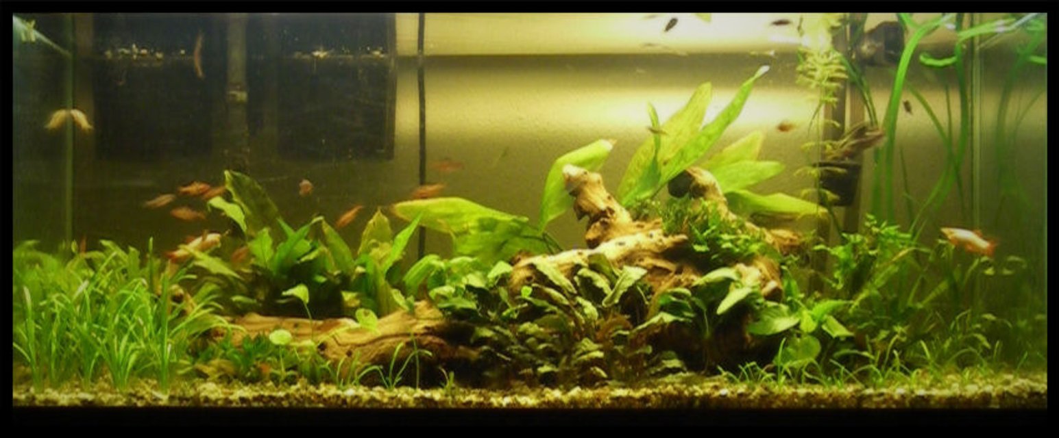 Rated #107: 75 Gallons Planted Tank - 75g Planted. 30 species of plants and tons of fish.