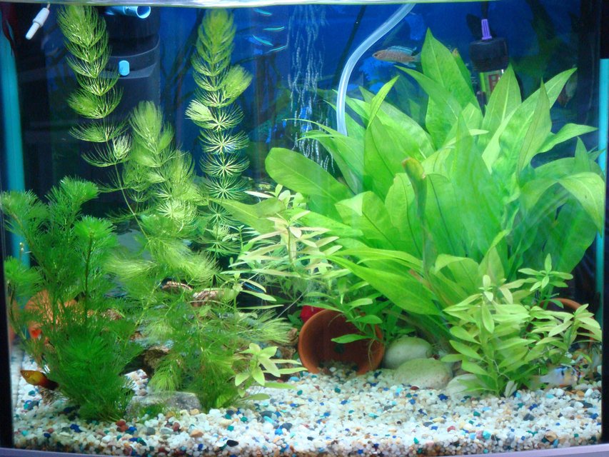 Rated #144: 15 Gallons Planted Tank - my tank again