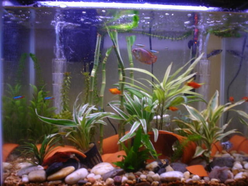 Rated #215: 15 Gallons Planted Tank - Overall shot