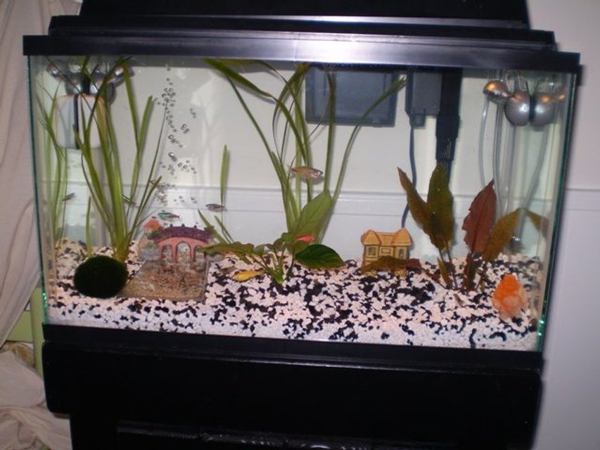 Rated #304: 10 Gallons Planted Tank - Front view of tank.  Good shot of glo-fish zebra danios