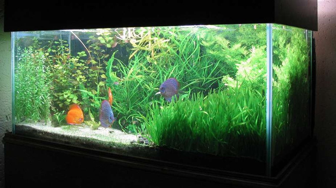 Rated #592: 90 Gallons Planted Tank - A bit over grown