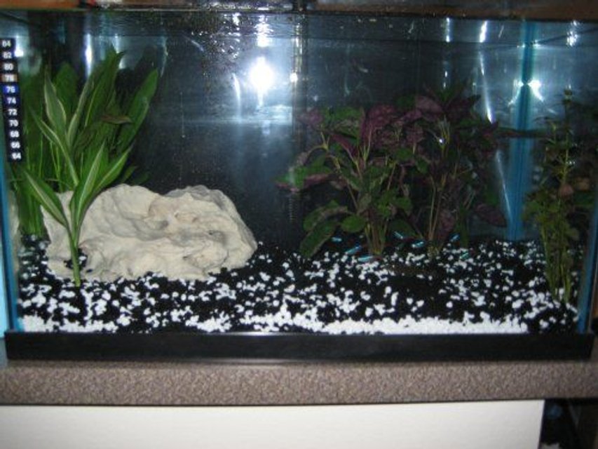 Rated #301: 20 Gallons Planted Tank - 20g
Whisper 40 Power Filter
1 Pleco
12 Neon Tetra
Various Living Plants