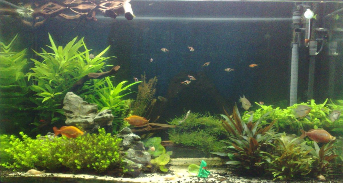 Rated #63: 55 Gallons Planted Tank - 55 gal