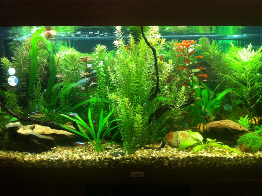 Rated #23: 55 Gallons Planted Tank - Year 1