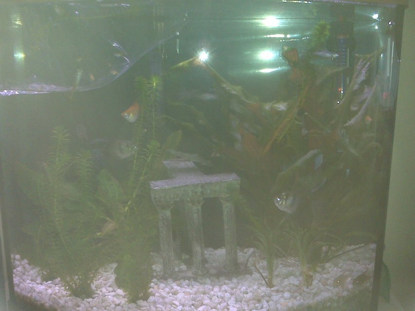 Rated #191: 15 Gallons Planted Tank - 15 gallon mixed species with live plants