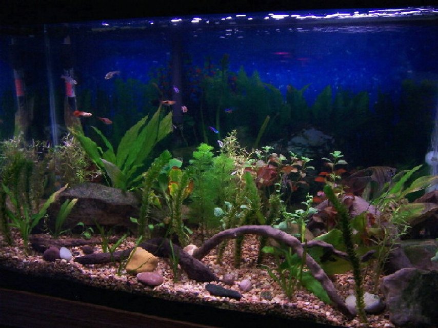 Rated #91: 29 Gallons Planted Tank - 29 gallon 5 months old with new plants.