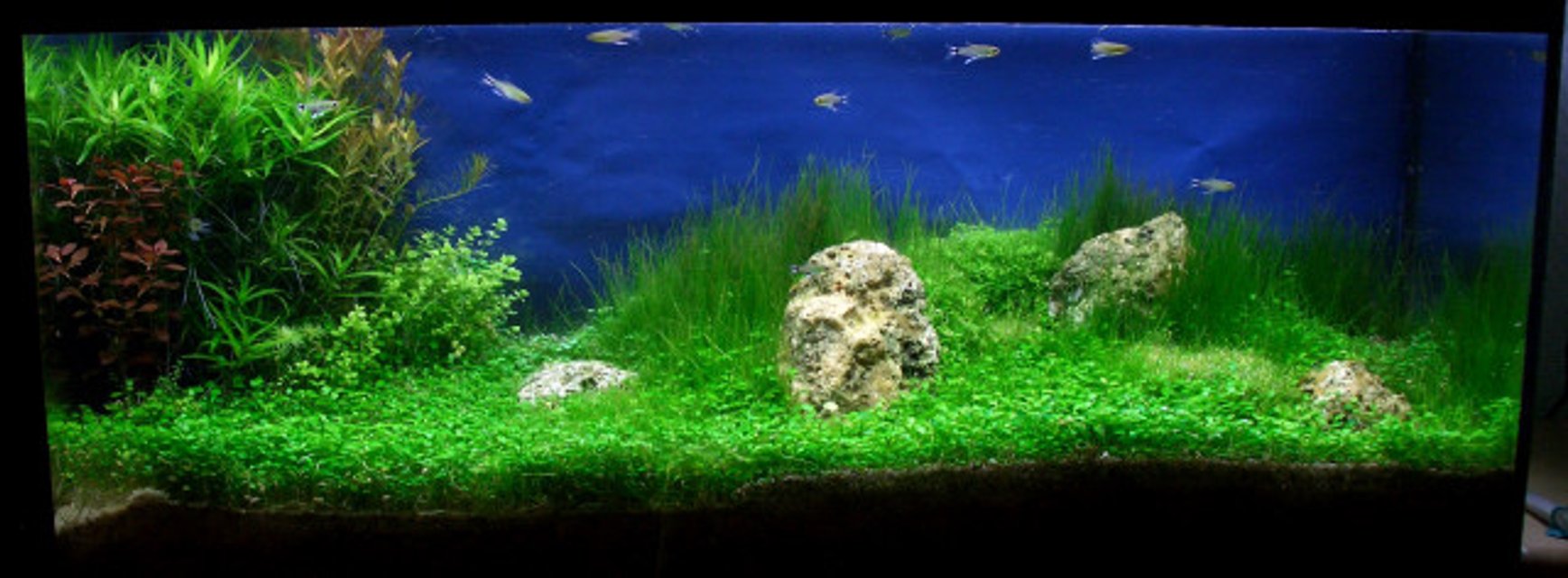 Rated #11: 36 Gallons Planted Tank - Half-iwagumi