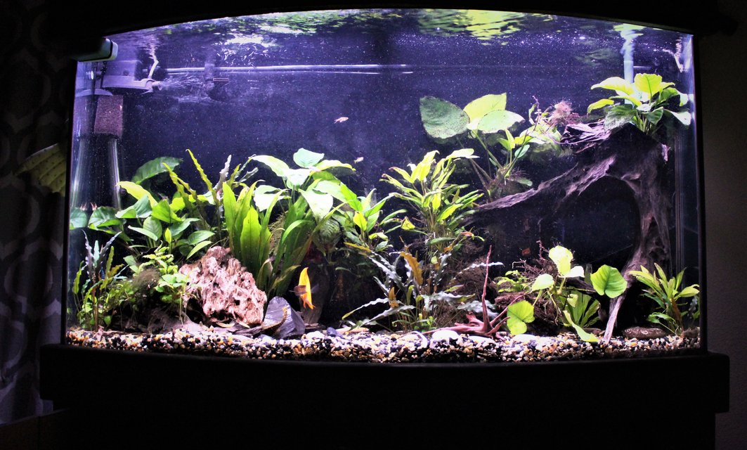 Rated #12: 100 Gallons Planted Tank - 75 bowfront. 90% anubias.