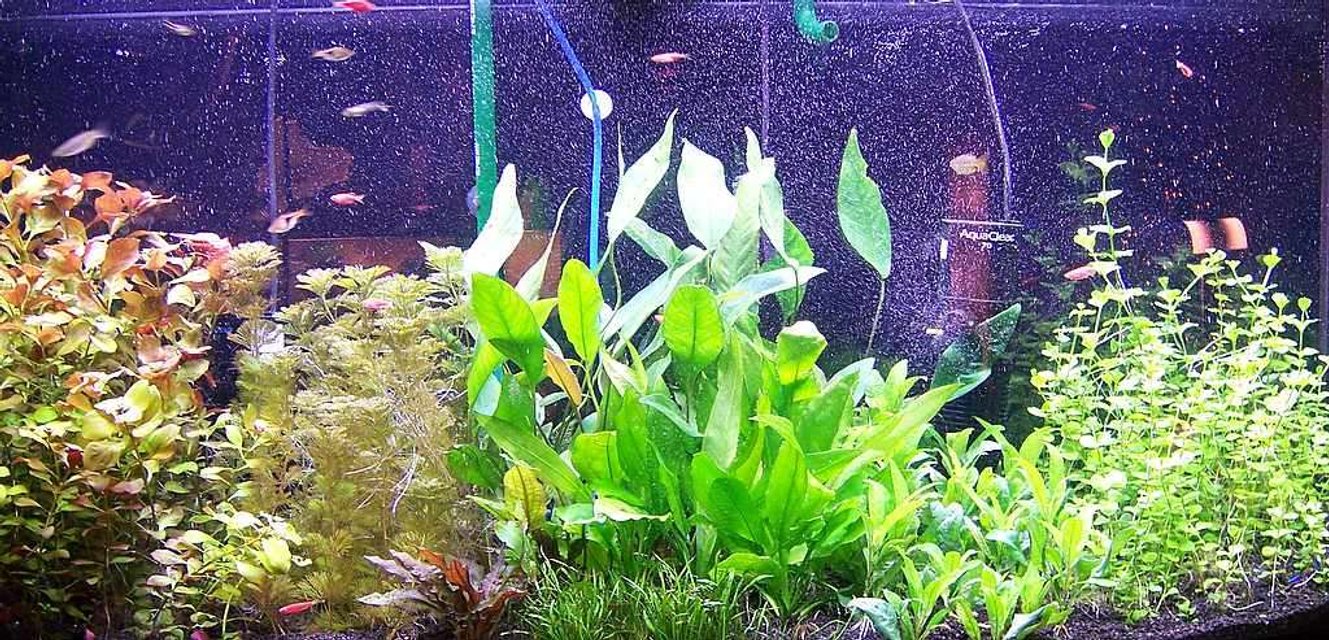 Rated #116: 72 Gallons Planted Tank - This is my 72 gallon bow front planted tank. Enjoy!
