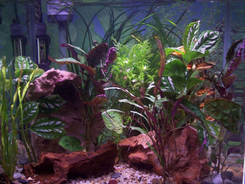 Rated #121: 20 Gallons Planted Tank - my 1st tank