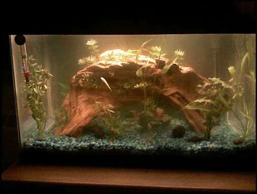 Rated #225: 10 Gallons Planted Tank - Contains 2 pepper corydoras, 1 Pictus Catfish, 2 Guppys and an Algae Eater.  Various live plans including Moneywart, Rotala, Red Ludwigia.