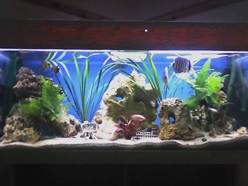 Rated #148: 30 Gallons Planted Tank - my discus tank