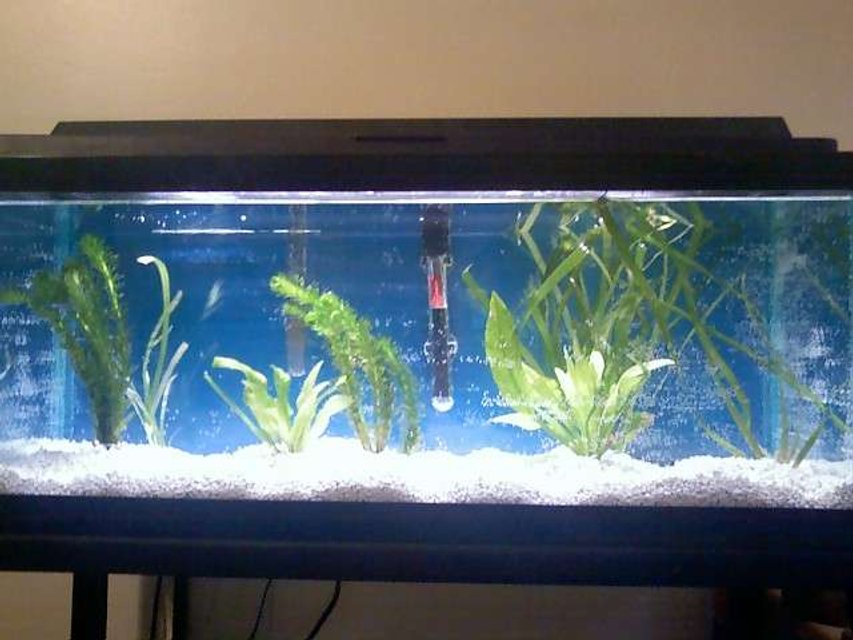Rated #227: 55 Gallons Planted Tank - This pic was taken when I first set the tank up over a month ago and I don't have any recent pics of the whole tank with the fish in it.

This is my first live plant tank. It's a long 20g with 3 tiger barbs (used to be 5 but two died, going to get more), 6 albino cory's, and 1 false julli cory (going to get more)

I have a whisper 40 filter and 100 watt heater and a 20 watt flora glo light strip.

For plants I have amazon swords, anarchris (bad spelling), and vallernias (bad spelling) but the vallernias aren't surviving to well.