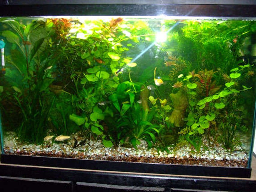 Rated #120: 29 Gallons Planted Tank - 29 Gallon.. 55w CFLs.. DIY CO2.. Flourite