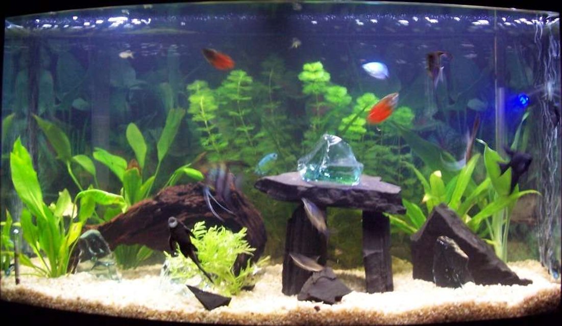 Rated #195: 46 Gallons Planted Tank - One of the many set ups of this tank. I usually change it around weekly to keep the Angel fish guessing.