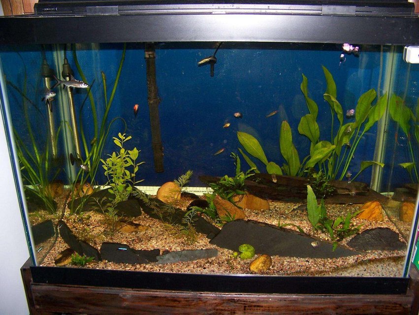 Rated #224: 65 Gallons Planted Tank - 65 Gallon semi planted with slate stone work