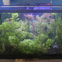 30 gallons planted tank (mostly live plants and fish) - First planted tank