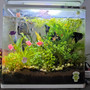 6 gallons planted tank (mostly live plants and fish) - My attempt after 4 minths in the hobby