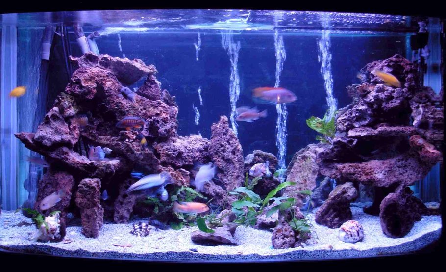 jesterspub s planted tanks
