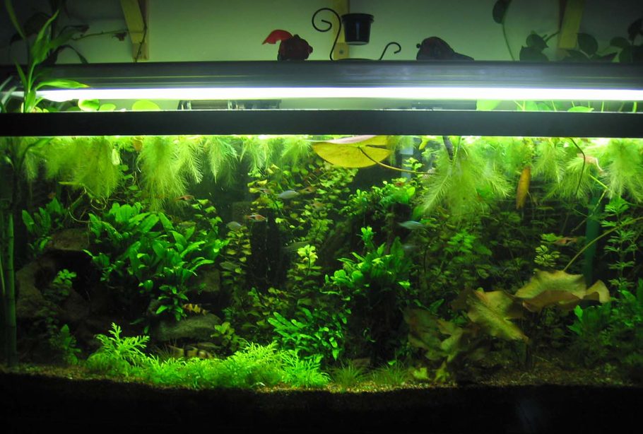 phuunkee1 s planted tanks photo id 3646 full version