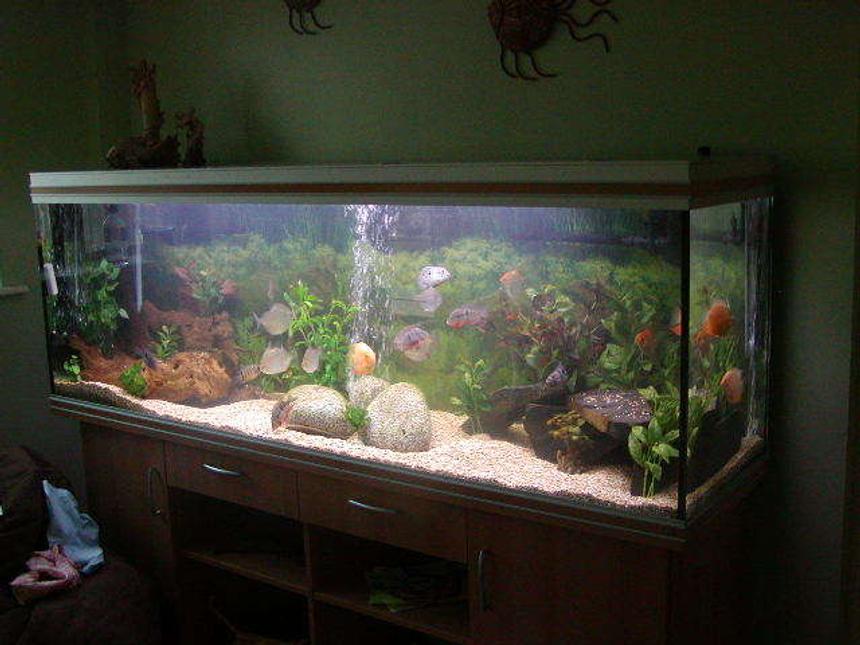 Rated #194: 740 Gallons Freshwater Fish Tank - My big tank.... picture taken last year after set up, it's a much mature tank now and the fish a whole heap bigger. (740l Rena Aqualife 200)
