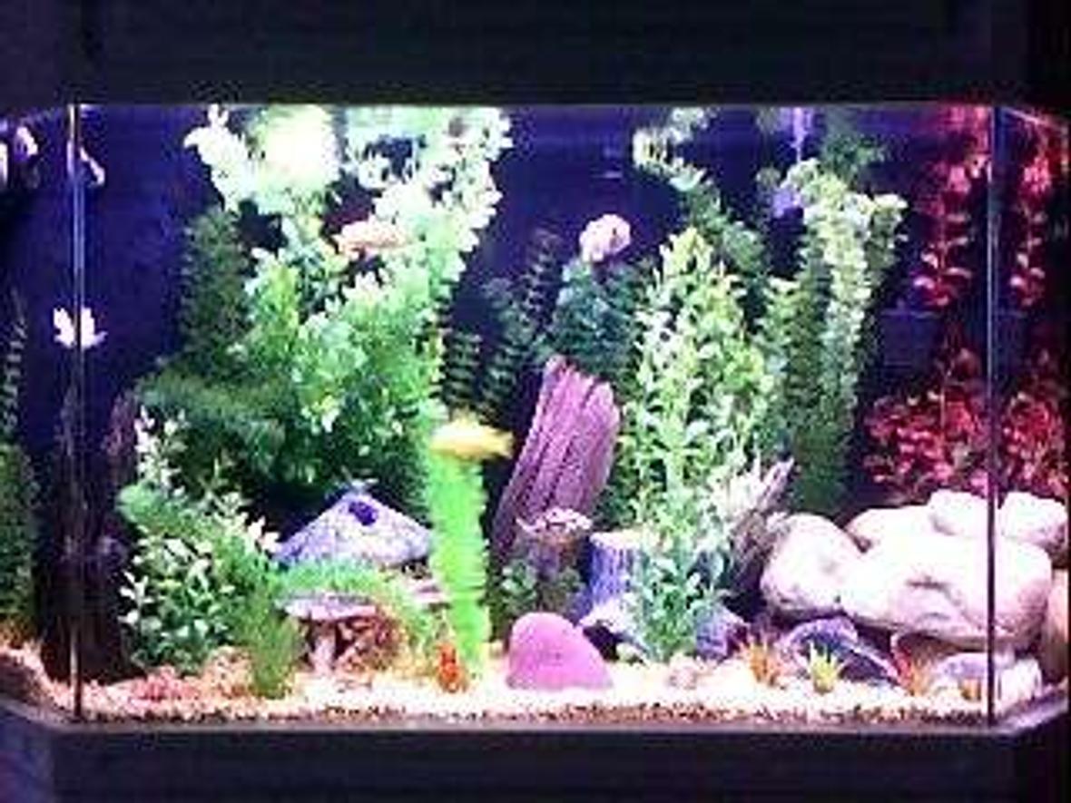 75 gallons freshwater fish tank (mostly fish and non-living decorations) - flatback hex